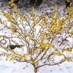 Arnold Promise Witch Hazel - 3 Gallon Pot -Outlet Aegis Garden Store hamamelis intermedia arnolds promise witch hazel 5