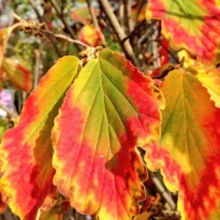 Arnold Promise Witch Hazel - 3 Gallon Pot -Outlet Aegis Garden Store hamamelis intermedia arnolds promise witch hazel 7
