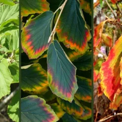 Arnold Promise Witch Hazel - 3 Gallon Pot -Outlet Aegis Garden Store hamamelis intermedia arnolds promise witch hazel 9