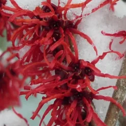 Diane Red Witch Hazel (Hamamelis X Intermedia) - 7 Gallon Pot -Outlet Aegis Garden Store hamamelis intermedia diane witch hazel 11