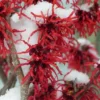 Diane Red Witch Hazel (Hamamelis X Intermedia) - 7 Gallon Pot 2 Diane Red Witch Hazel (Hamamelis X Intermedia) - 7 Gallon Pot -Outlet Aegis Garden Store hamamelis intermedia diane witch hazel 12