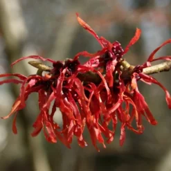 Diane Red Witch Hazel (Hamamelis X Intermedia) - 7 Gallon Pot -Outlet Aegis Garden Store hamamelis intermedia diane witch hazel 4