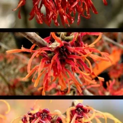 Diane Red Witch Hazel (Hamamelis X Intermedia) - 7 Gallon Pot -Outlet Aegis Garden Store hamamelis intermedia diane witch hazel 5
