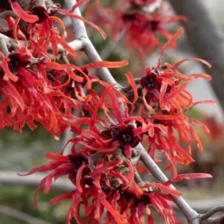 Diane Red Witch Hazel (Hamamelis X Intermedia) - 7 Gallon Pot -Outlet Aegis Garden Store hamamelis intermedia diane witch hazel 6