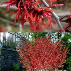 Diane Red Witch Hazel (Hamamelis X Intermedia) - 7 Gallon Pot -Outlet Aegis Garden Store hamamelis intermedia diane witch hazel 8