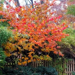 Diane Red Witch Hazel (Hamamelis X Intermedia) - 7 Gallon Pot -Outlet Aegis Garden Store hamamelis intermedia diane witch hazel 9