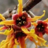 Ozark Witch Hazel (Hamamelis Vernalis) - 5 Gallon Pot -Outlet Aegis Garden Store hamamelis veralis vernal ozark witch hazel 10