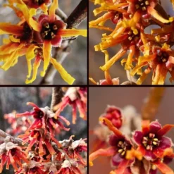 Ozark Witch Hazel (Hamamelis Vernalis) - 5 Gallon Pot -Outlet Aegis Garden Store hamamelis veralis vernal ozark witch hazel 11