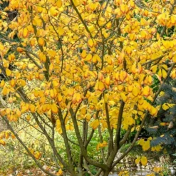 Ozark Witch Hazel (Hamamelis Vernalis) - 5 Gallon Pot -Outlet Aegis Garden Store hamamelis veralis vernal ozark witch hazel 12