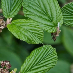 Ozark Witch Hazel (Hamamelis Vernalis) - 5 Gallon Pot -Outlet Aegis Garden Store hamamelis veralis vernal ozark witch hazel 2