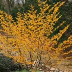 Ozark Witch Hazel (Hamamelis Vernalis) - 5 Gallon Pot -Outlet Aegis Garden Store hamamelis veralis vernal ozark witch hazel 8