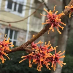 Ozark Witch Hazel (Hamamelis Vernalis) - 5 Gallon Pot -Outlet Aegis Garden Store hamamelis veralis vernal ozark witch hazel 9