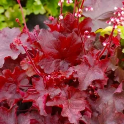 Fire Chief Heuchera (Coral Bells) - 10 Pack Of Quart Pots 11 Fire Chief Heuchera (Coral Bells) - 10 Pack Of Quart Pots -Outlet Aegis Garden Store heuchera fire chief 20