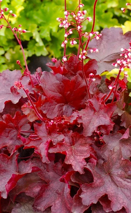 Fire Chief Heuchera (Coral Bells) - 10 Pack Of Quart Pots 7 Fire Chief Heuchera (Coral Bells) - 10 Pack Of Quart Pots - Image 5