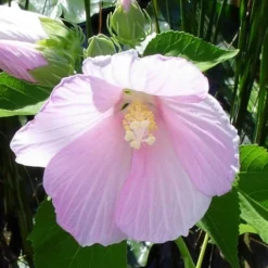 Rose Mallow Hardy Hibiscus (Hibiscus Moscheutos) - 1 Gallon Pot 16 Rose Mallow Hardy Hibiscus (Hibiscus Moscheutos) - 1 Gallon Pot -Outlet Aegis Garden Store hibiscus mosheutos swamp rose mallow 1