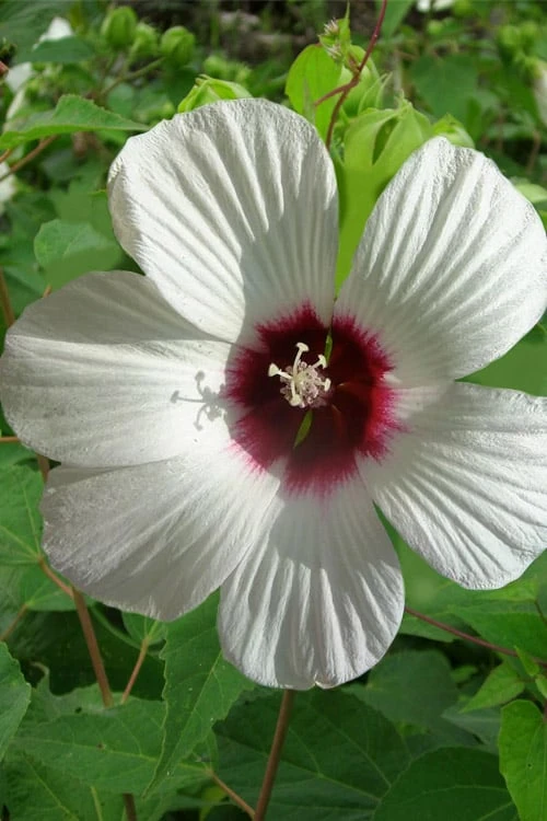 Rose Mallow Hardy Hibiscus (Hibiscus Moscheutos) - 1 Gallon Pot 3 Rose Mallow Hardy Hibiscus (Hibiscus Moscheutos) - 1 Gallon Pot
