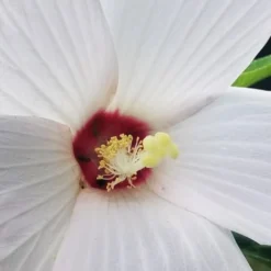 Rose Mallow Hardy Hibiscus (Hibiscus Moscheutos) - 1 Gallon Pot 17 Rose Mallow Hardy Hibiscus (Hibiscus Moscheutos) - 1 Gallon Pot -Outlet Aegis Garden Store hibiscus mosheutos swamp rose mallow 4