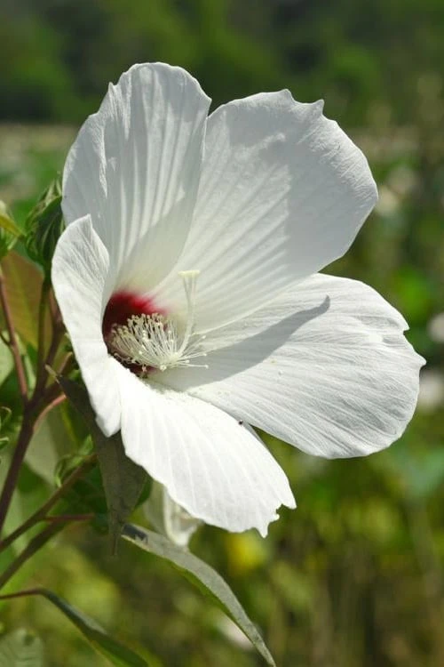Rose Mallow Hardy Hibiscus (Hibiscus Moscheutos) - 1 Gallon Pot 8 Rose Mallow Hardy Hibiscus (Hibiscus Moscheutos) - 1 Gallon Pot - Image 6