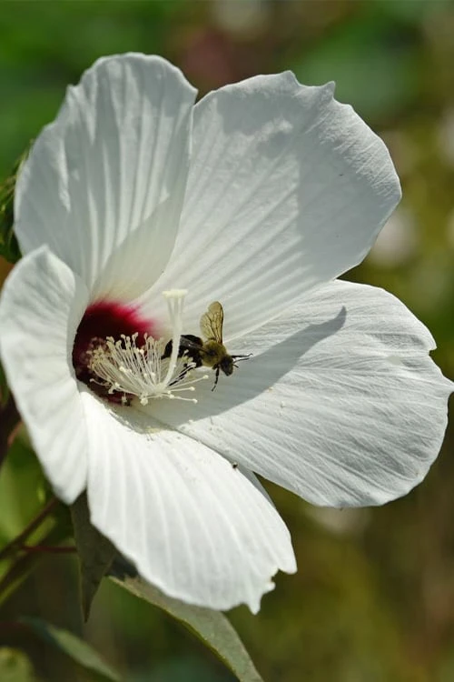 Rose Mallow Hardy Hibiscus (Hibiscus Moscheutos) - 1 Gallon Pot 6 Rose Mallow Hardy Hibiscus (Hibiscus Moscheutos) - 1 Gallon Pot - Image 4