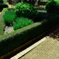 Bordeaux Dwarf Yaupon Holly - 3 Gallon Pot -Outlet Aegis Garden Store holly bordeaux 12 1