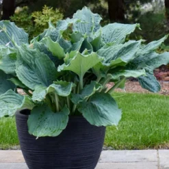 Diamond Lake Hosta Lily - 2 Gallon Pot -Outlet Aegis Garden Store hosta lily diamond lake 4 1