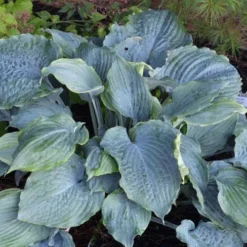 Diamond Lake Hosta Lily - 2 Gallon Pot -Outlet Aegis Garden Store hosta lily diamond lake 5 1