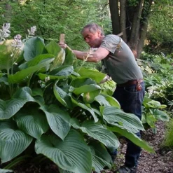 Empress Wu Giant Hosta Lily - 1 Gallon Pot -Outlet Aegis Garden Store hosta lily empress wu 200