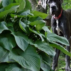 Empress Wu Giant Hosta Lily - 2 Gallon Pot -Outlet Aegis Garden Store hosta lily empress wu 205 1