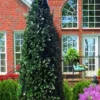 Liberty Holly - 3 Gallon Pot -Outlet Aegis Garden Store ilex conty liberty holly tree 100