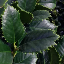 Liberty Holly - 3 Gallon Pot -Outlet Aegis Garden Store ilex conty liberty holly tree 101