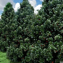 Liberty Holly - 3 Gallon Pot -Outlet Aegis Garden Store ilex conty liberty holly tree 106