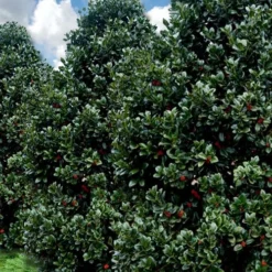 Liberty Holly - 3 Gallon Pot -Outlet Aegis Garden Store ilex conty liberty holly tree 107