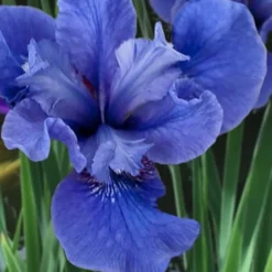 Cote D'Azur Siberian Iris - 1 Gallon Pot -Outlet Aegis Garden Store iris siberica cote d azur 3
