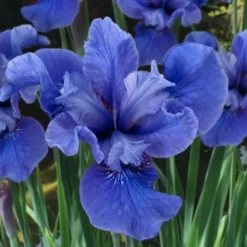 Cote D'Azur Siberian Iris - 1 Gallon Pot