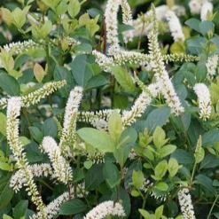 Scentlandia Sweetspire (Itea Virginica) - 3 Gallon Pot -Outlet Aegis Garden Store itea virginica scentlandia virginia sweetspire 2