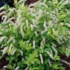 Scentlandia Sweetspire (Itea Virginica) - 3 Gallon Pot -Outlet Aegis Garden Store itea virginica scentlandia virginia sweetspire 4