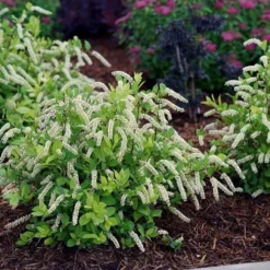 Scentlandia Sweetspire (Itea Virginica) - 3 Gallon Pot -Outlet Aegis Garden Store itea virginica scentlandia virginia sweetspire 5