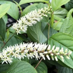 Scentlandia Sweetspire (Itea Virginica) - 3 Gallon Pot -Outlet Aegis Garden Store itea virginica scentlandia virginia sweetspire 6