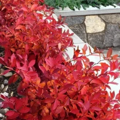 Scentlandia Sweetspire (Itea Virginica) - 3 Gallon Pot -Outlet Aegis Garden Store itea virginica scentlandia virginia sweetspire 7