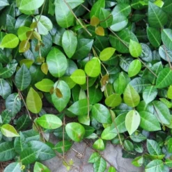 Asian Jasmine (Trachelospermum Asiaticum) - 72 Pack Of 3.5" Pint Pots -Outlet Aegis Garden Store jasmine asian 10