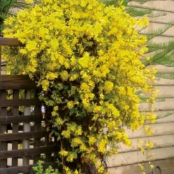 Carolina Yellow Jasmine - Jessamine (Gelsium Sempervirens) - 6 Pack Of 1 Gallon Pots -Outlet Aegis Garden Store jasmine carolina 21