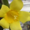 Carolina Yellow Jasmine - Jessamine (Gelsium Sempervirens) - 6 Pack Of 1 Gallon Pots -Outlet Aegis Garden Store jasmine carolina 22