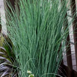 Blue Dart Rush (Juncus) - 5 Pack Of Quart Pots