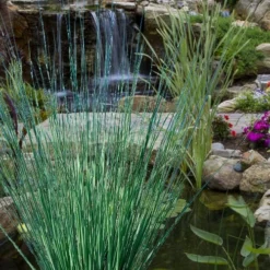 Blue Arrows Rush (Juncus Inflexus) - 6 Pack Of 1 Gallon Pots -Outlet Aegis Garden Store juncus inflexus blue arrows rush 20 1