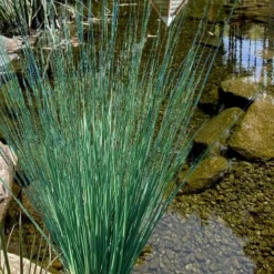 Blue Arrows Rush (Juncus Inflexus) - 6 Pack Of 1 Gallon Pots -Outlet Aegis Garden Store juncus inflexus blue arrows rush 21 1