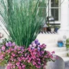 Blue Arrows Rush (Juncus Inflexus) - 5 Pack Of Quart Pots -Outlet Aegis Garden Store juncus inflexus blue arrows rush 23