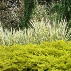 All Gold Golden Pacific Juniper - 6 Pack Of 1 Gallon Pots -Outlet Aegis Garden Store juniperus conferta all gold pacific shore juniper 20