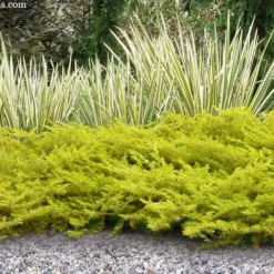 All Gold Golden Pacific Juniper - 2 Gallon Pot -Outlet Aegis Garden Store juniperus conferta all gold pacific shore juniper 21 3