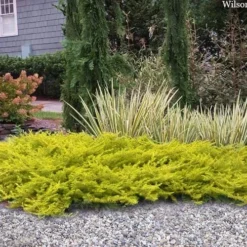 All Gold Golden Pacific Juniper - 6 Pack Of 1 Gallon Pots -Outlet Aegis Garden Store juniperus conferta all gold pacific shore juniper 22 2