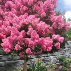 Outlet Aegis Garden Store 58 Sioux Pink Crape Myrtle Tree (Single Trunk) - 5 Gallon Pot